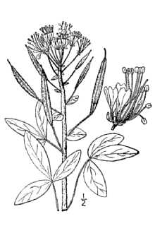<i>Polanisia dodecandra</i> (L.) DC. var. trachysperma (Torr. & A. Gray) Iltis