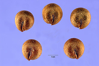 <i>Polanisia dodecandra</i> (L.) DC. var. trachysperma (Torr. & A. Gray) Iltis