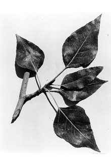 <i>Populus trichocarpa</i> Torr. & A. Gray ex Hook. var. hastata (Dode) A. Henry p.p.