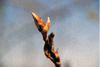 <i>Populus tremuloides</i> Michx. var. cercidiphylla (Britton) Sudw.