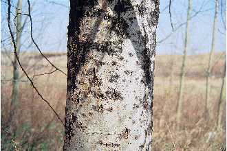<i>Populus tremuloides</i> Michx. var. intermedia Vict.
