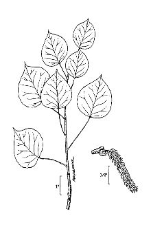 <i>Populus tremula</i> L. ssp. tremuloides (Michx.) Á. Löve & D. Löve
