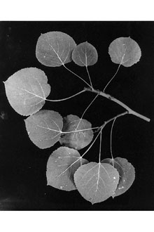 <i>Populus tremuloides</i> Michx. var. aurea (Tidestr.) Daniels