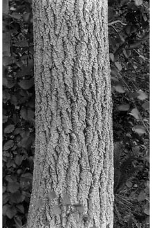 <i>Populus tremula</i> L. ssp. tremuloides (Michx.) Á. Löve & D. Löve