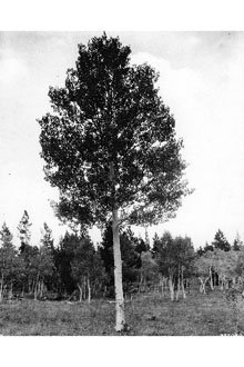 <i>Populus vancouveriana</i> Trel.