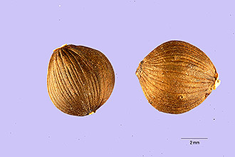 <i>Polymnia uvedalia</i> (L.) L. var. densipilis S.F. Blake