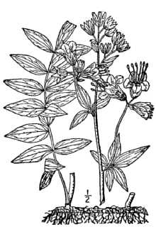 <i>Polemonium caeruleum</i> L. ssp. vanbruntiae (Britton) J.F. Davids.