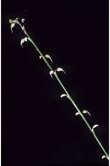 <i>Polygonum virginianum</i> L. var. glaberrimum (Fernald) Steyerm.