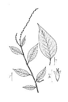 <i>Polygonum virginianum</i> L. var. glaberrimum (Fernald) Steyerm.