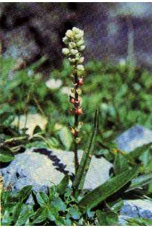 <i>Polygonum viviparum</i> L. var. macounii (Small ex Macoun) Hultén