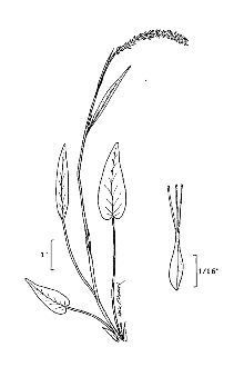 <i>Polygonum viviparum</i> L. var. alpinum Wahlenb.
