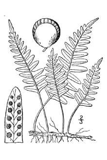 <i>Polypodium vulgare</i> L. var. virginianum (L.) Eaton