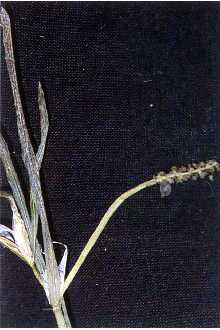 <i>Potamogeton zosterifolius</i> Schumach. ssp. zosteriformis (Fernald) Hultén