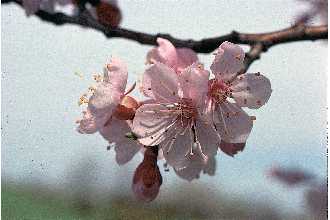 <i>Prunus armeniaca</i> L. var. vulgaris Zabel