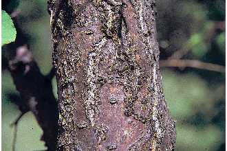 <i>Prunus armeniaca</i> L. var. vulgaris Zabel