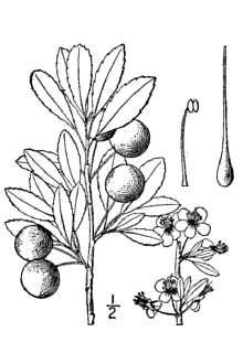 <i>Prunus pumila</i> L. ssp. besseyi (L.H. Bailey) Nizhnikev