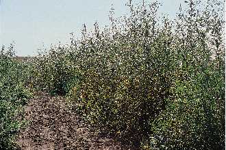 <i>Prunus pumila</i> L. ssp. besseyi (L.H. Bailey) Nizhnikev