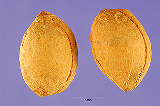 <i>Prunus cerasifera</i> Ehrh. var. pissardii (Carrière) L.H. Bailey