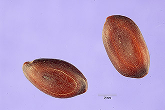 <i>Prosopis cinerascens</i> (A. Gray) Benth.