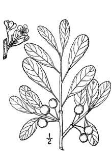 <i>Prunus pumila</i> L. var. susquehanae (hort. ex Willd.) H. Jaeger