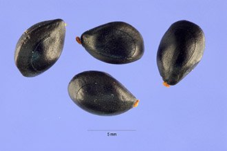<i>Prosopis denudans</i> Benth.