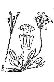 <i>Primula groenlandica</i> (Warming) W.W. Sm. & G. Forrest