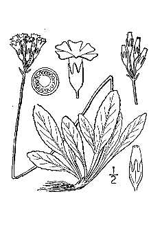 <i>Primula farinosa</i> L. var. macropoda Fernald
