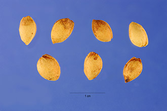 <i>Cerasus fruticosa</i> (Pall.) Pall.