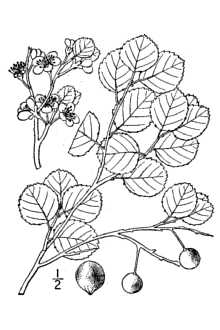 <i>Prunus gravesii</i> Small