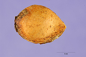 <i>Prunus hortulana</i> L.H. Bailey var. mineri L.H. Bailey