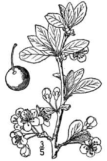 <i>Prunus ×domestica</i> L. var. insititia (L.) B. Boivin (pro nm.), nom. illeg.