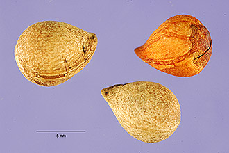 <i>Laurocerasus officinalis</i> M. Roem.