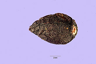 <i>Prunus lusitanica</i> L. f. myrtifolia (Mouill.) hort. ex Zabel