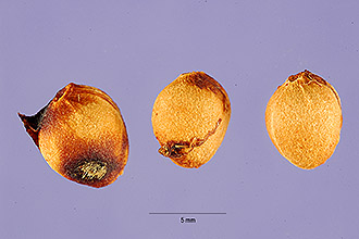 <i>Prunus virginiana</i> L. ssp. melanocarpa (A. Nelson) Roy L. Taylor & MacBryde