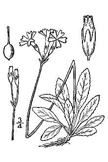 <i>Primula mistassinica</i> Michx. var. intercedens (Fernald) B. Boivin