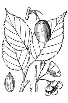 <i>Prunus americana</i> Marshall var. nigra (Aiton) Waugh