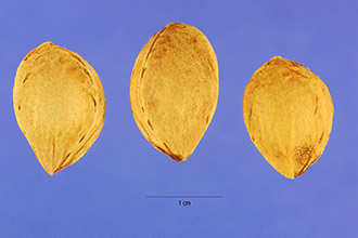 <i>Prunus americana</i> Marshall var. nigra (Aiton) Waugh