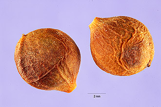 <i>Prunus virens</i> (Wooton & Standl.) Shreve