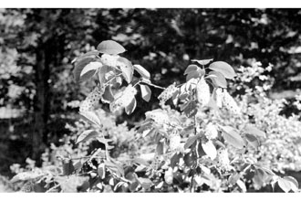 <i>Prunus virginiana</i> L. ssp. demissa (Nutt.) Roy L. Taylor & MacBryde