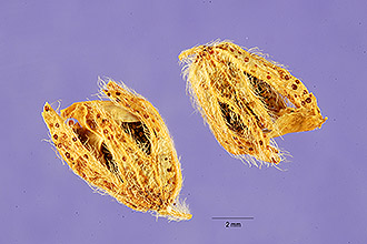 <i>Psoralea americana</i> L. var. polystachya Cout.