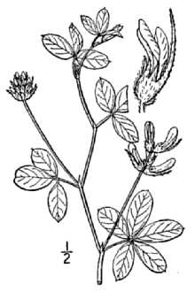 <i>Psoralea argophylla</i> Pursh