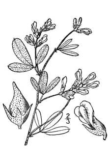 <i>Psoralea argophylla</i> Pursh
