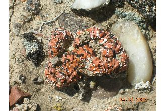 Fishscale Lichen