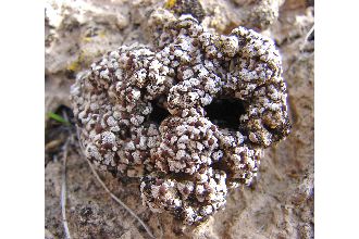 Fishscale Lichen