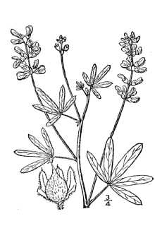 <i>Psoralea digitata</i> Nutt. ex Torr. & A. Gray var. parvifolia Shinners