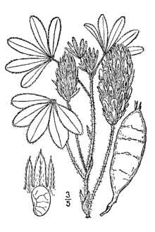 <i>Psoralea esculenta</i> Pursh
