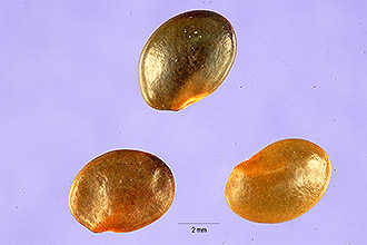 <i>Psoralea esculenta</i> Pursh
