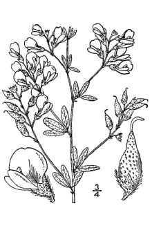 <i>Psoralea floribunda</i> Nutt. ex Torr. & A. Gray