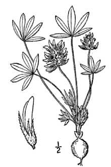 <i>Psoralea scaposa</i> (A. Gray) J.F. Macbr. var. breviscapa Shinners