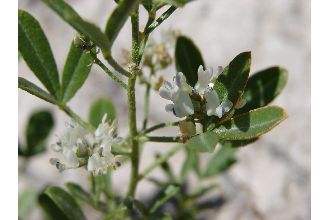 <i>Psoralea lanceolata</i> Pursh ssp. scabra (Nutt.) Piper